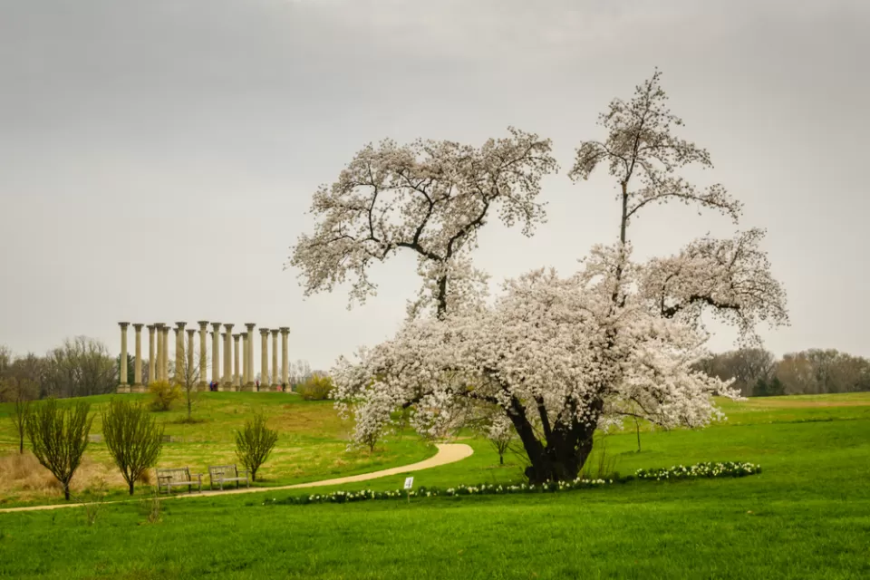 A scene from the National Arboretum in Washington, D.C. on a cloudy day, with a blossoming tree and a recreation of ruins in the background.